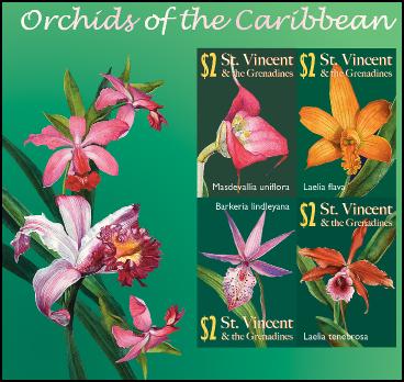 Caribbeanorchids